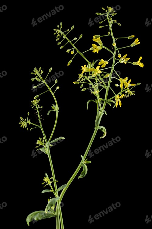 Preview: Flowering cabbage, yellow flowers of cabbage, isolated on black background
