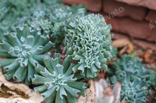 Preview: Echeveria runyonii or topsy curvy in botanic garden