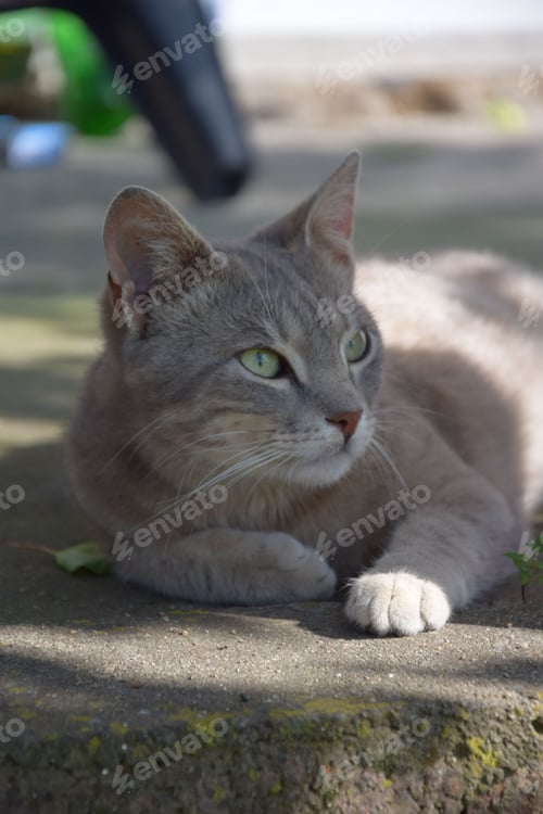 Preview: Cat with green eyes lying on the ground