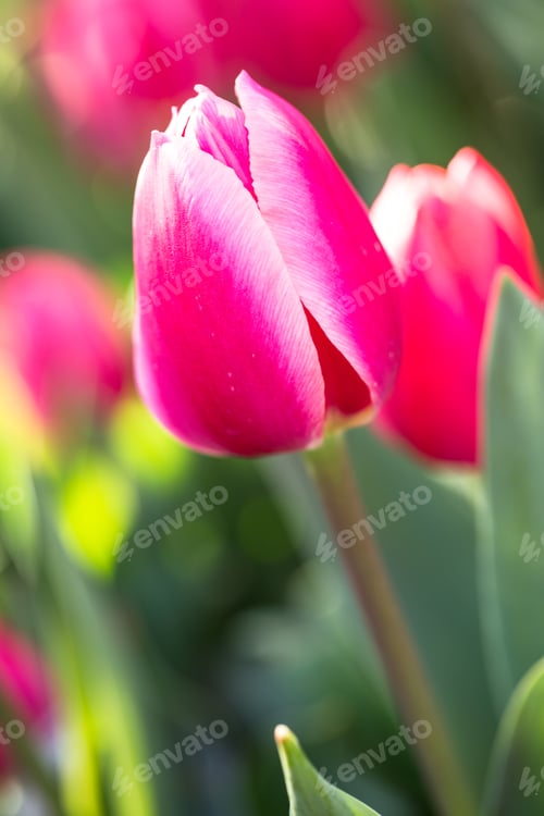 Preview: Single Red And Pink Tulip Growing In A Garden Bed In Spring