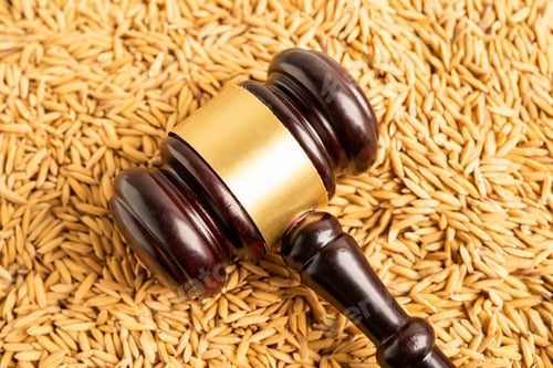 Preview: Judge gavel hammer with good grain rice from agriculture farm. Law and justice court concept.