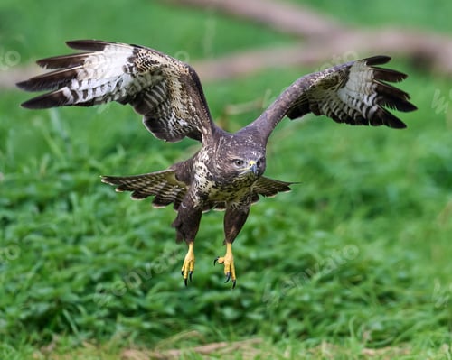 Preview: Common buzzard (Buteo buteo)