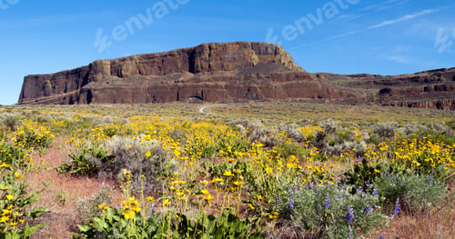 Preview: Spring Wildflowers Steamboat Rock Eastern Washington State
