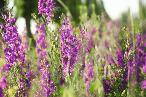 Vorschau: Wunderschöne Wildblumen im Freien an sonnigen Tagen. Atemberaubende Natur im Sommer