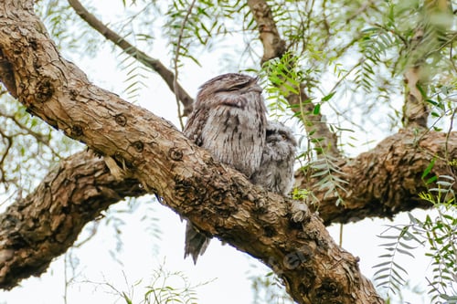 Preview: Tawny Frogmouth in Australia