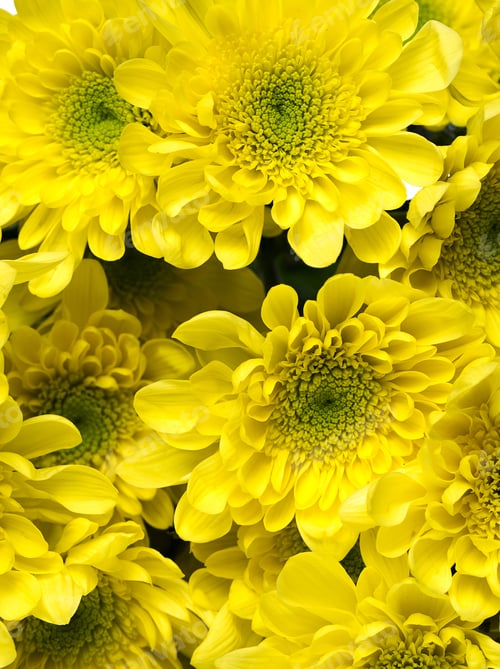 Preview: Close up of beautiful yellow chrysanthemum flowers