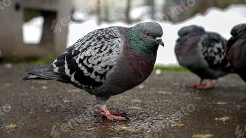 Preview: Snowflakes falling on pigeons at a park during winter