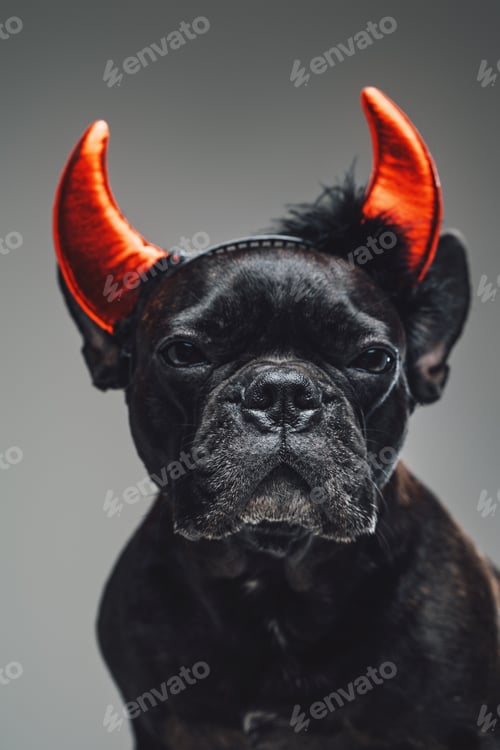 Preview: Purebred bulldog with red demon horns on its head