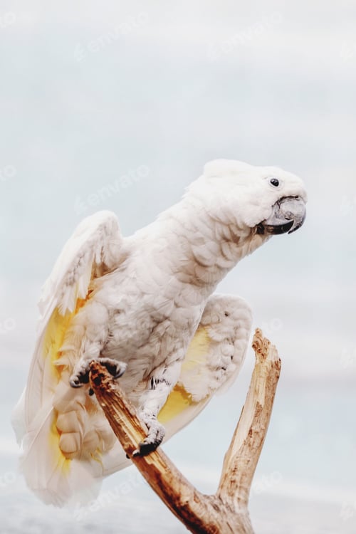 Preview: wildlife