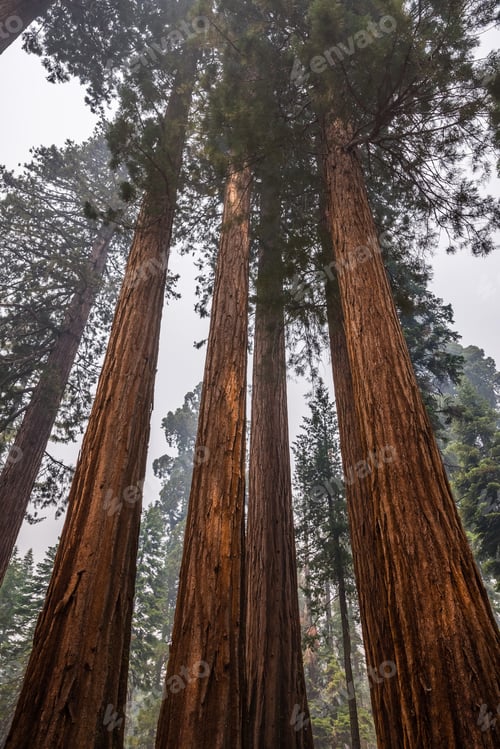 Preview: Giant Sequoia trees in Mariposa Grove