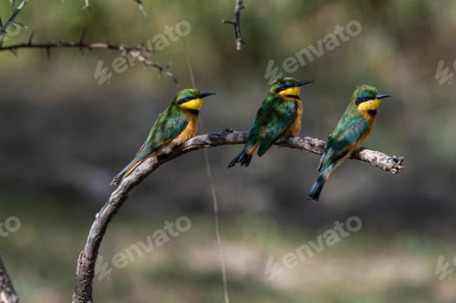 Preview: Three colorful birds perched on a branch in their natural habitat.