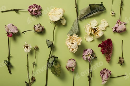 Preview: Composition of dried flowers on green background, top view