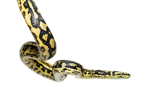 Preview: Snake hanging in the air, Jungle carpet python, Morelia spilota