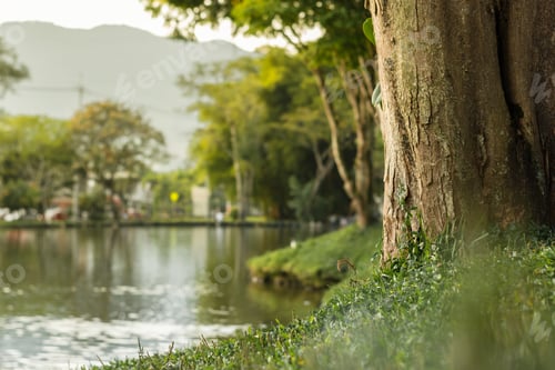 Preview: closeup of tree trunk by sport fishing lake, landscape in golden sunset