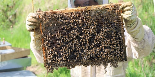 Preview: bees - The beekeeper is removing the honeycomb frame from the hive to check the situation.
