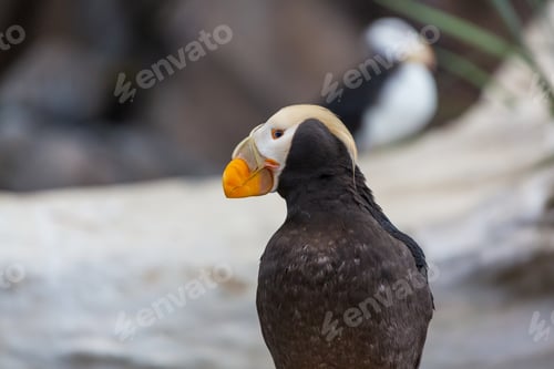 Preview: Puffin