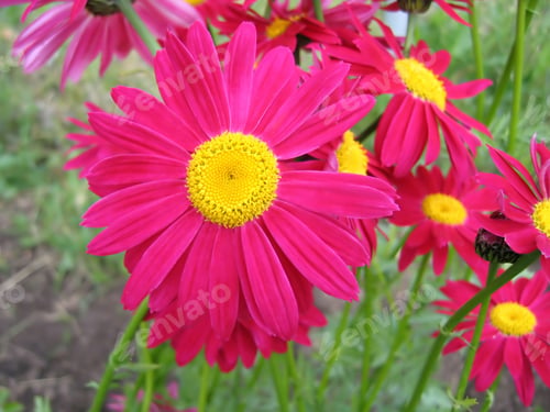 Preview: Beautiful pink Pyrethrum flowers