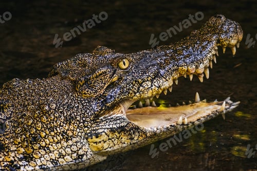 Preview: BORNEO / SARAWAK / MALAYSIA / JUNE 2014: Crocodile in the Semeng