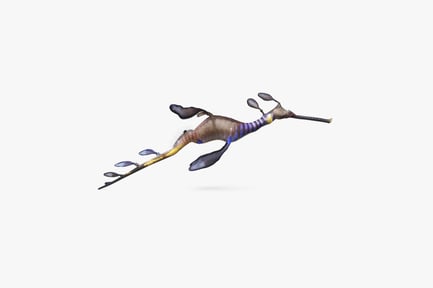 Preview: Elaborate Weedy Seadragon with Leaf-like Appendages