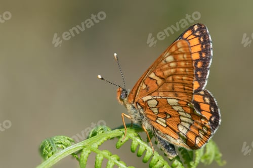 Preview: Scarce fritillary (Euphydryas maturna) resting on a fern