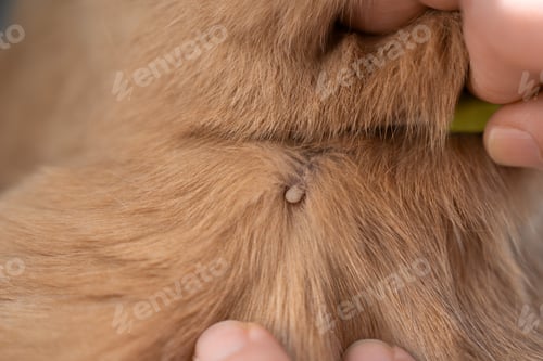 Preview: Tick parasite on cat fur closeup veterinary health risk macro