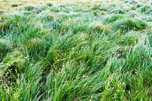 Preview: Lush green grass on meadow pasture closeup