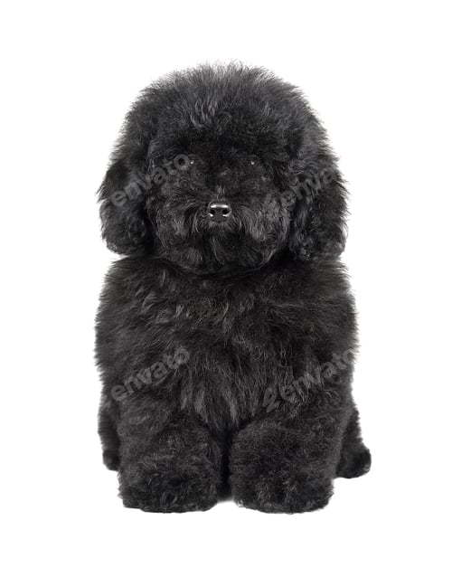 Preview: Black cute maltipu puppy