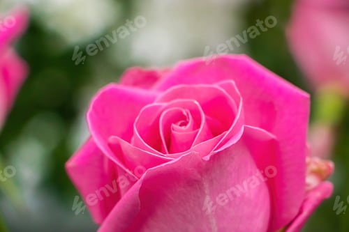 Preview: Bouquet of roses in flower shop.