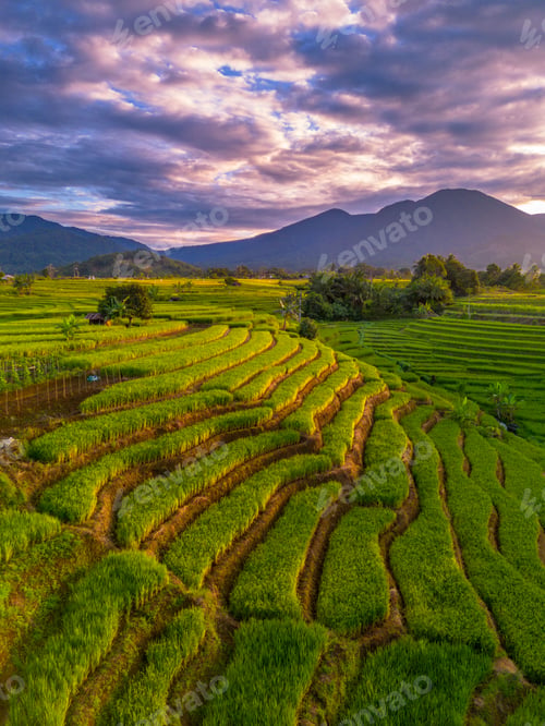 Preview: Beautiful morning view indonesia Panorama Landscape paddy fields