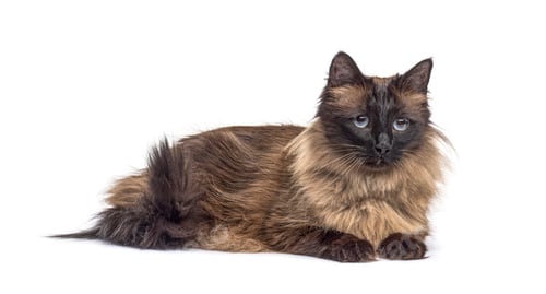 Preview: Brown lying down Crossbreed cat, isolated