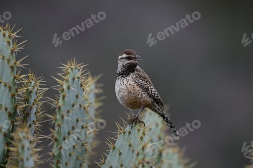 Preview: Sall bird perched atop an evergreen shrub, overlooking its surroundings with a discerning eye