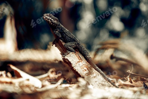 Preview: Dark lizard on a wood piece