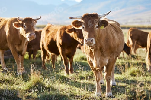 Preview: Sustainability, farming and cows on field, happy animals in countryside with mountains, sustainable