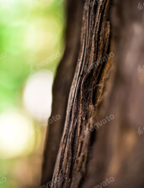 Preview: Texture of tree bark