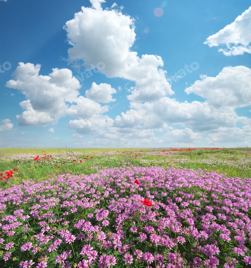 Preview: Spring flowers in meadow.