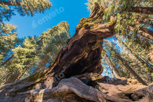 Preview: Fallen Giant Sequoia Tree