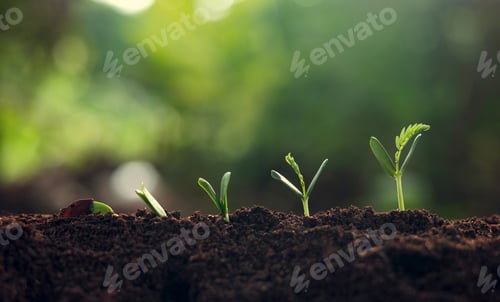 Preview: close up of small plant with four other plants growing in the dirt