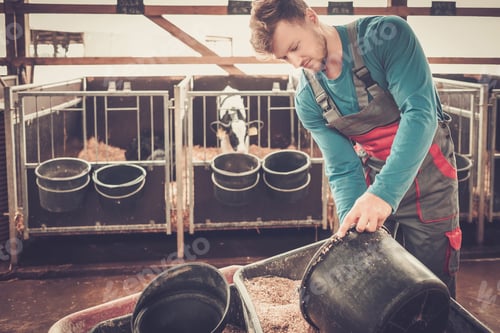 Preview: Young farmer feeding calf in the cowshed in dairy farm.