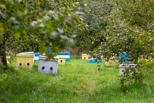 Preview: Beehives In The Apple Orchard