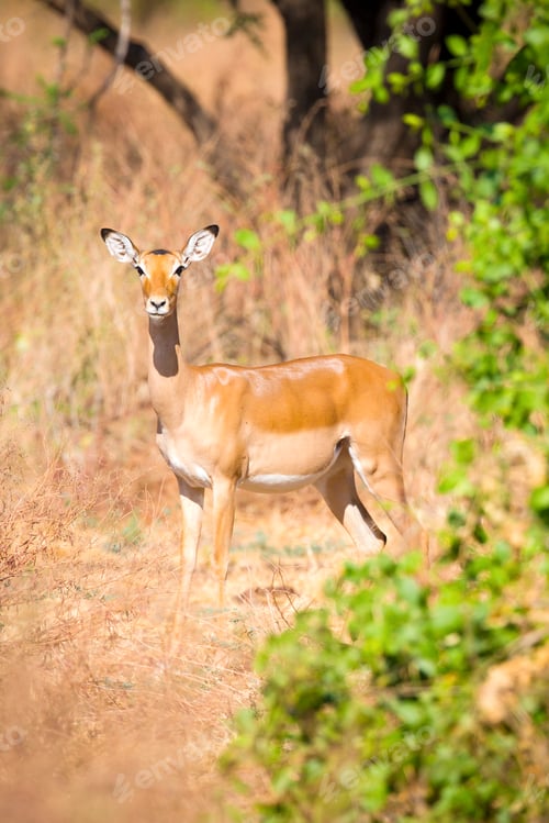 Preview: One impala in Africa