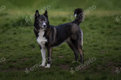 Preview: A BLACK AND WHITE SHEPARD MIX STANDING IN A FIELD LOOKING OUT WITH BRIGHT EYES