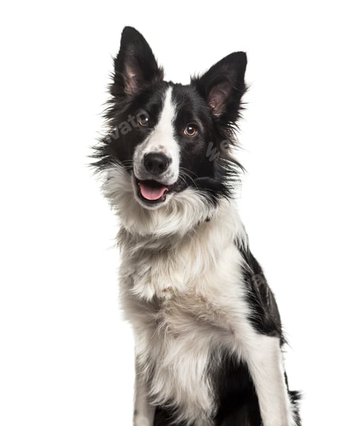 Preview: Close-up of a panting Border Collie Dog, cut out