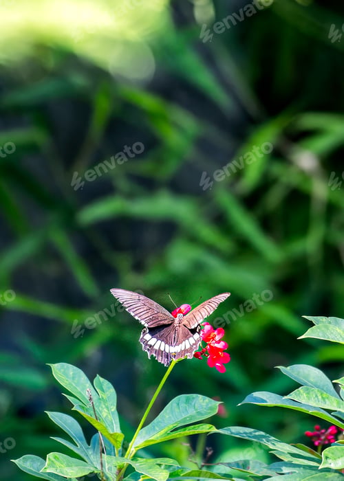Preview: Graden in a park in Lalpur, Punjab, India