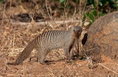 Preview: Banded Mongoose - Botswana