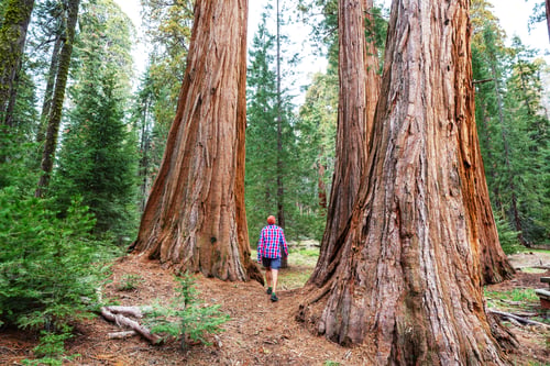 Preview: Sequoia
