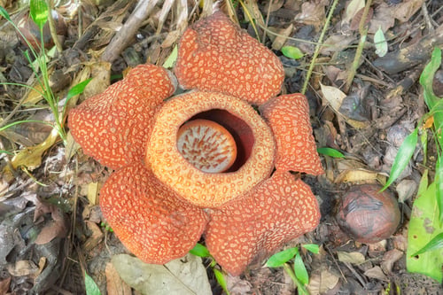Preview: Blooming Rafflesia in the rainforest of Borneo, Sabah, Malaysia.