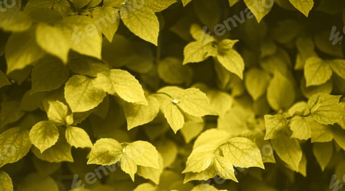 Preview: illuminating plant texture. best background for design