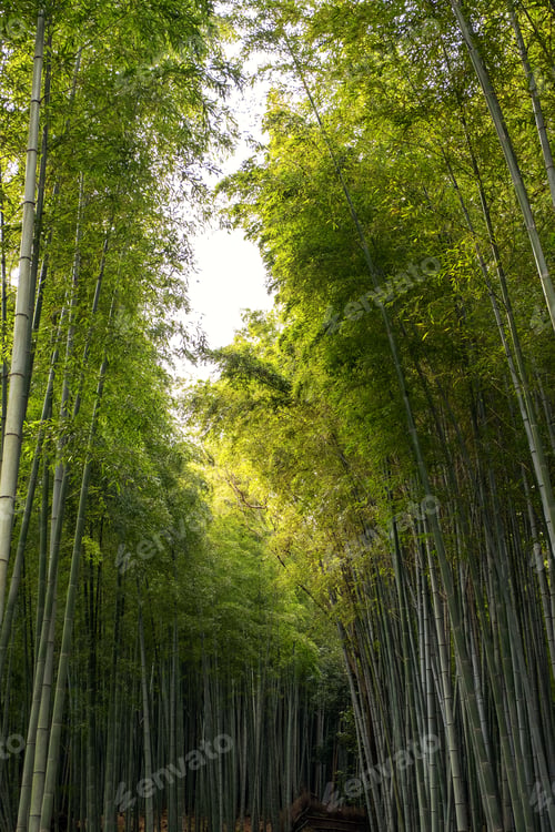 Preview: Low angle view image of bamboo forest in Arashiyama, Japan