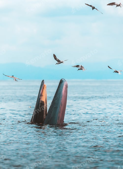Preview: Bryde's whale, Eden's whale, Eating fish at gulf of Thailand