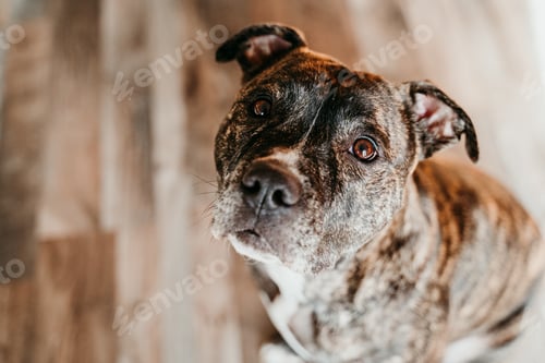 Preview: portrait of young beautiful pit bull dog at home
